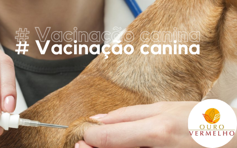 Vacinação de cães e gatos